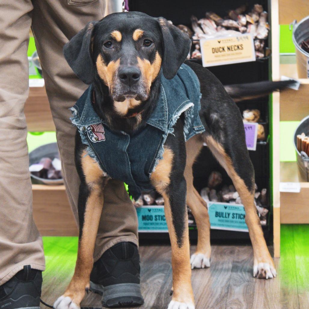 Enlarge Sheba, a Adoptable mixed breed in Boone, IA image 3/6