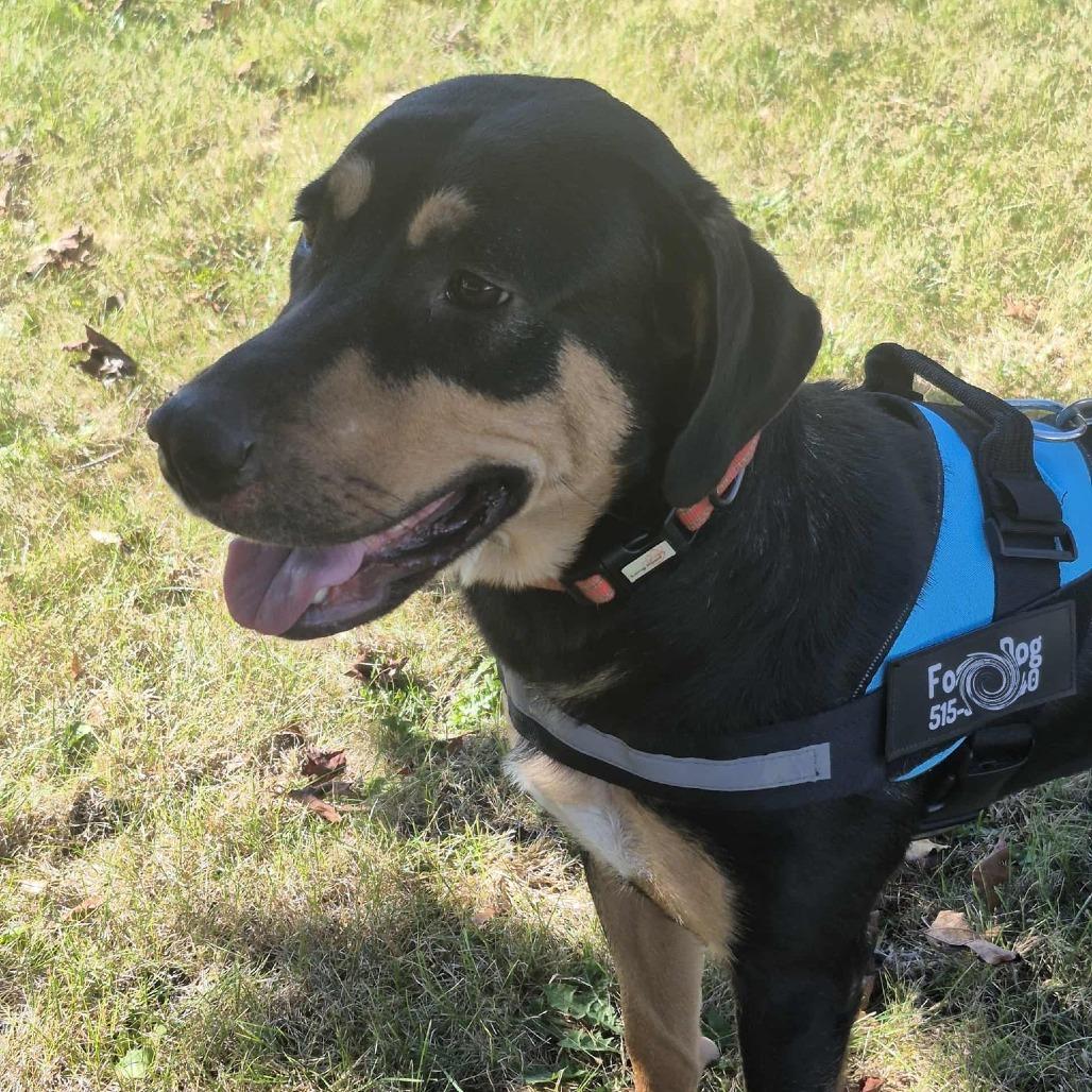 Enlarge Sheba, a Adoptable mixed breed in Boone, IA image 5/6