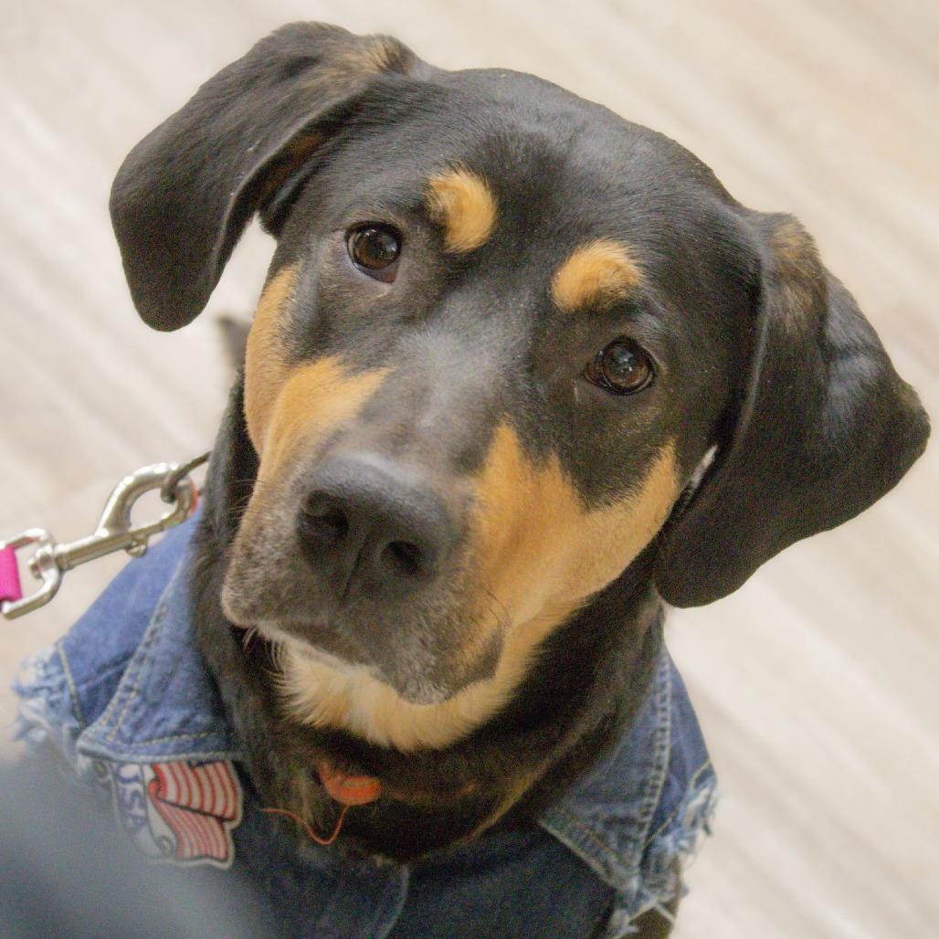 Enlarge Sheba, a Adoptable Mixed Breed in Boone, IA image 6/6