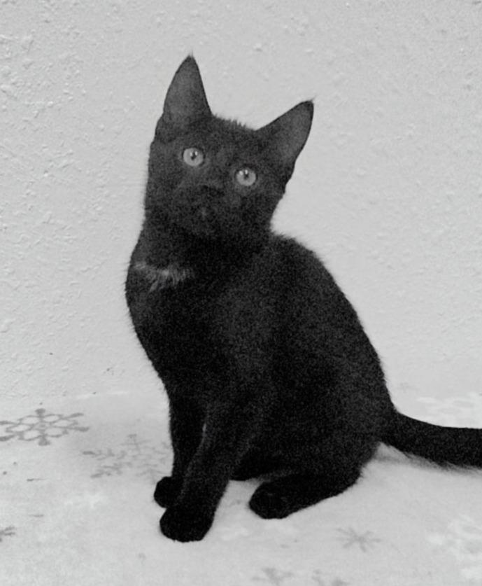 Pepsi, a ADOPTABLE Domestic Short Hair in Red Wing, MN image 1/2