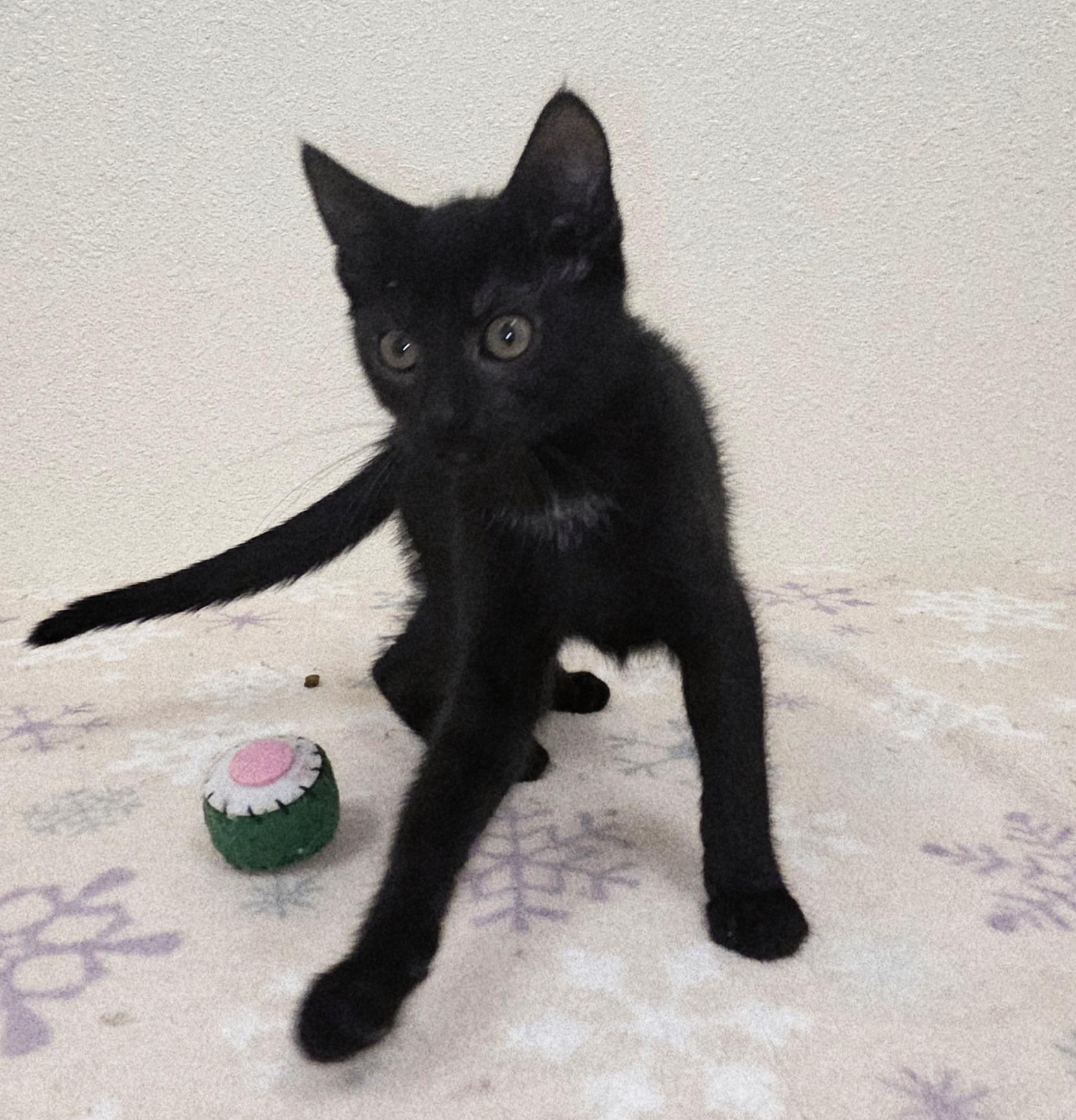 Pepsi, a ADOPTABLE Domestic Short Hair in Red Wing, MN image 2/2