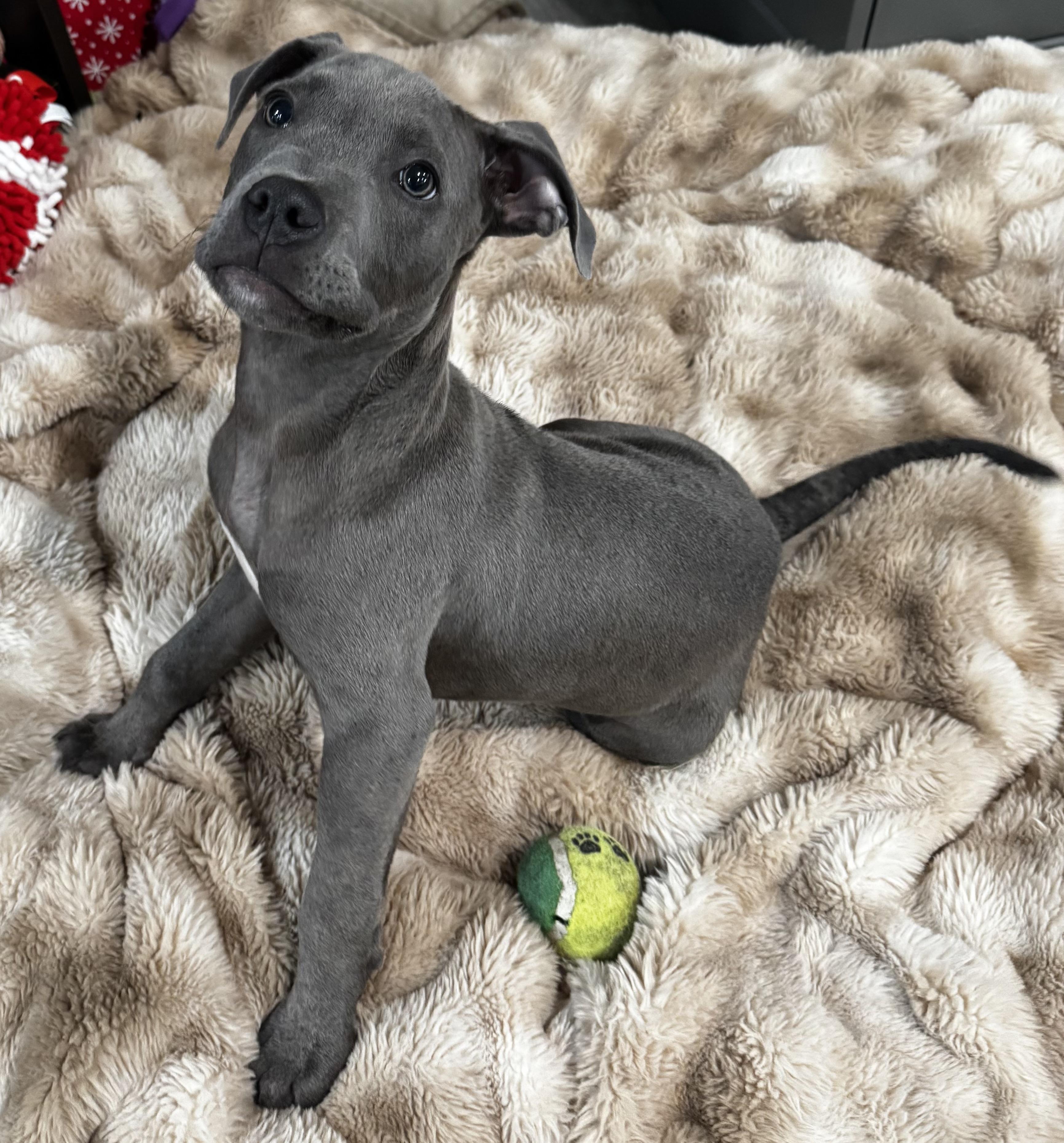 Enlarge Teddy, a ADOPTABLE mixed breed in Lincoln, CA image 3/5