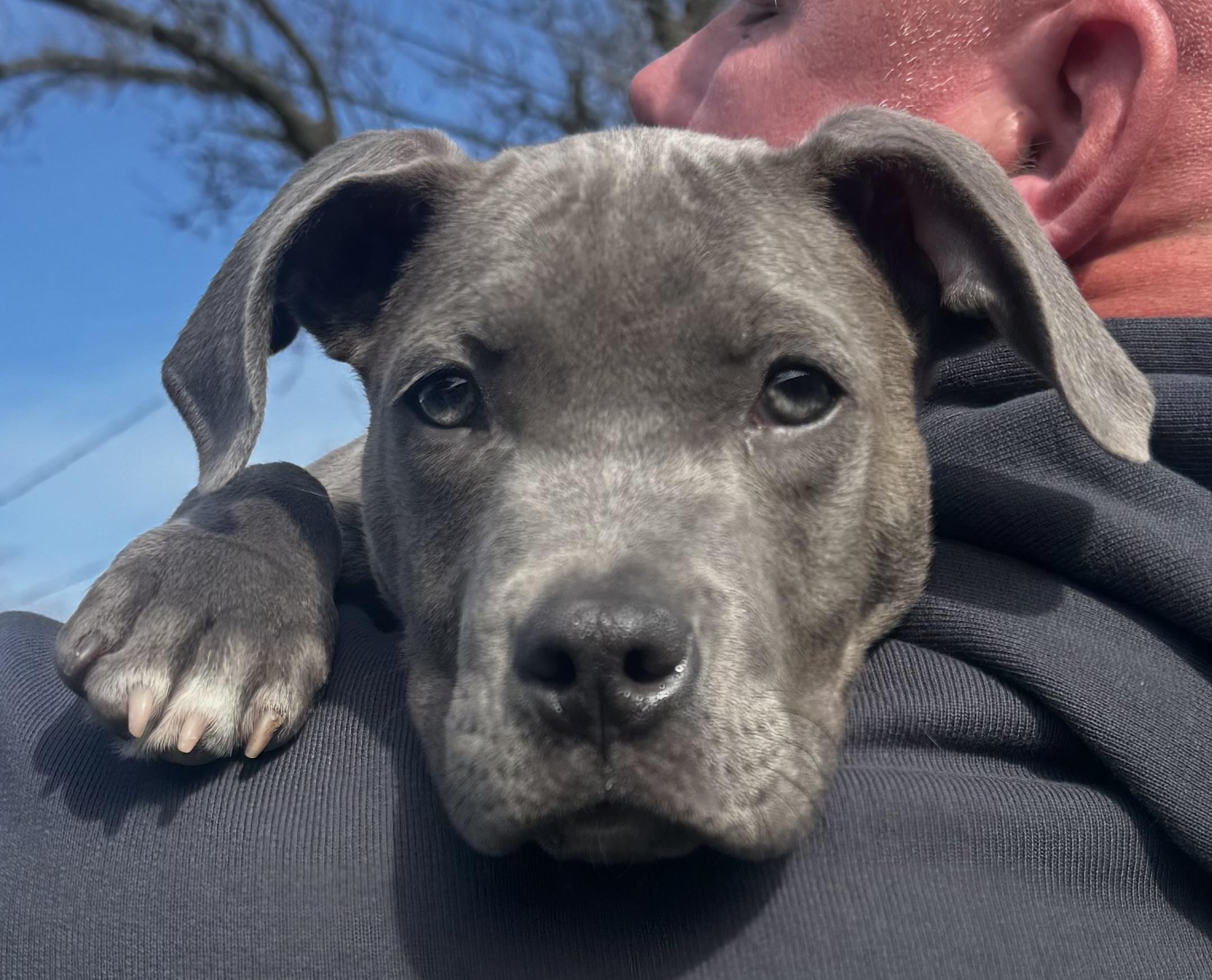 Enlarge Teddy, a ADOPTABLE mixed breed in Lincoln, CA image 1/5