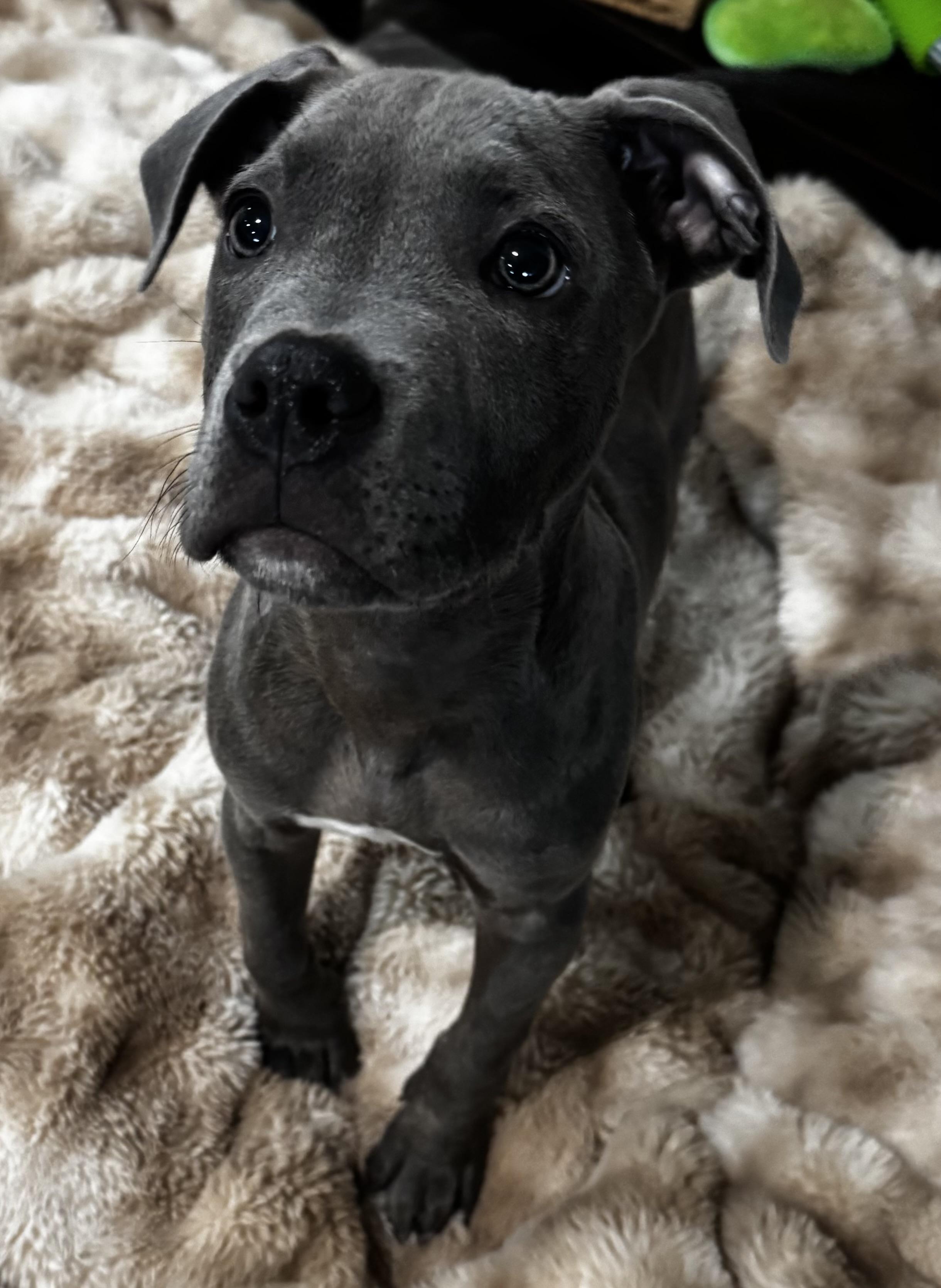 Enlarge Teddy, a ADOPTABLE mixed breed in Lincoln, CA image 2/5