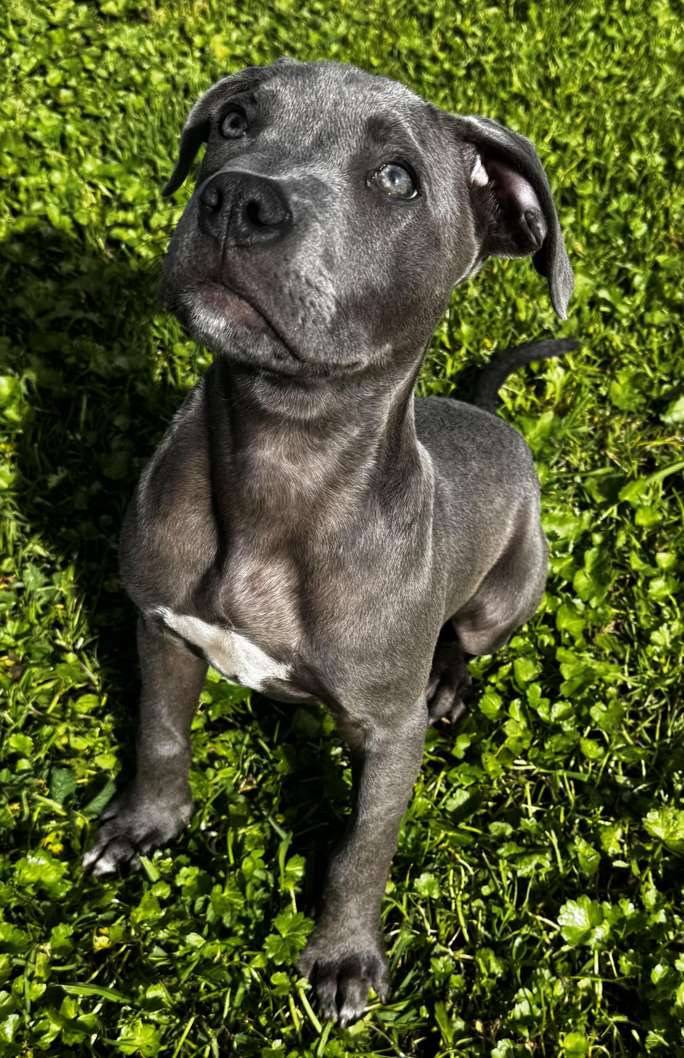 Enlarge Teddy, a ADOPTABLE mixed breed in Lincoln, CA image 5/5