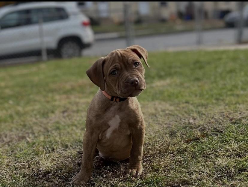 George, adoptable, Puppy Male Pit Bull Terrier.