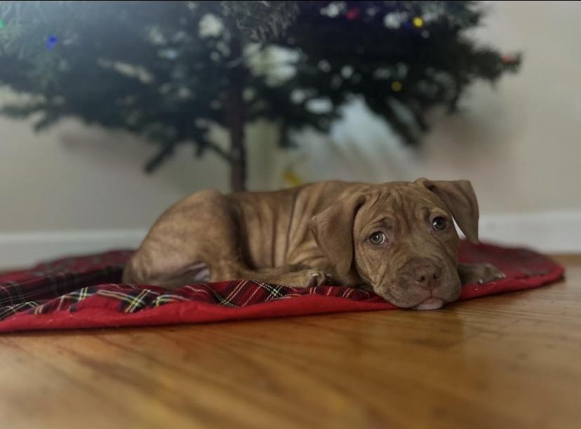 Enlarge George, an adoptable Pit Bull Terrier in Philadelphia, PA image 2/6