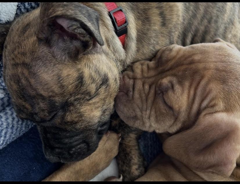 Enlarge George, an adoptable Pit Bull Terrier in Philadelphia, PA image 3/6