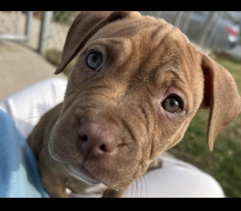 Enlarge George, an adoptable Pit Bull Terrier in Philadelphia, PA image 4/6