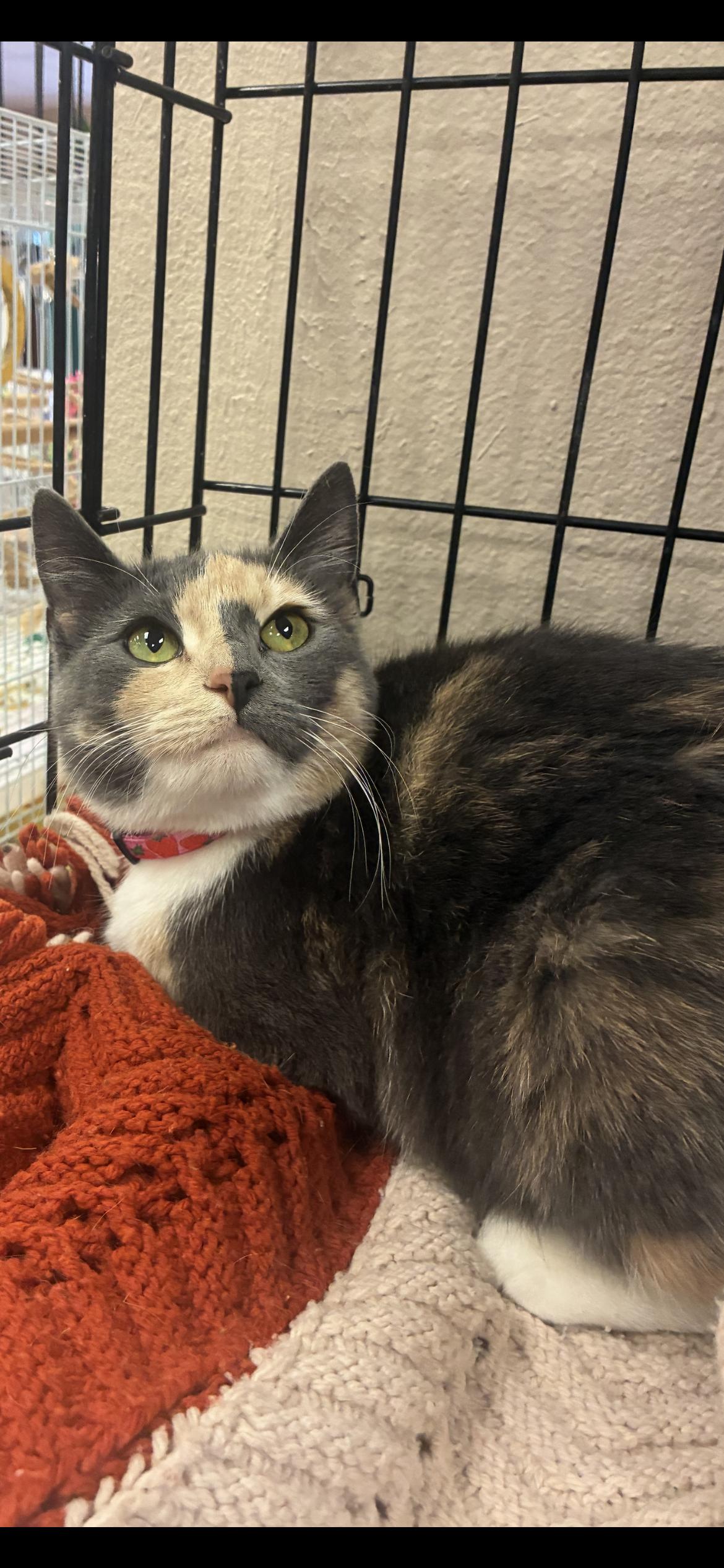 Enlarge Lorna Clover , a ADOPTABLE Domestic Short Hair in Saint Louis, MO image 1/1