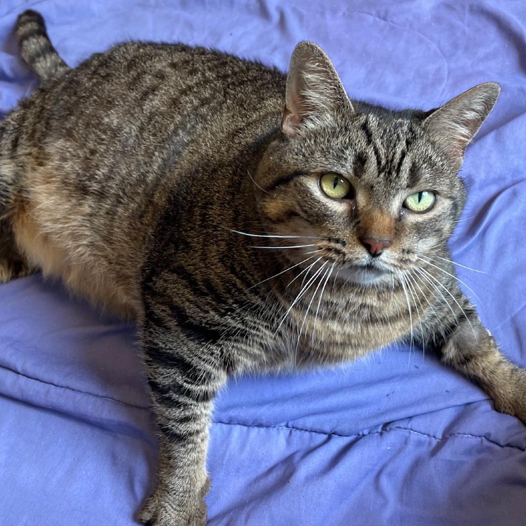Bandit, Adoptable, Senior Female Domestic Short Hair.
