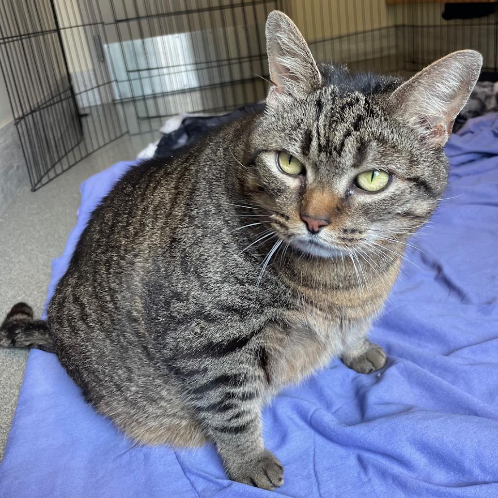 Enlarge Bandit, a Adoptable Domestic Short Hair in Concord, NH image 2/2
