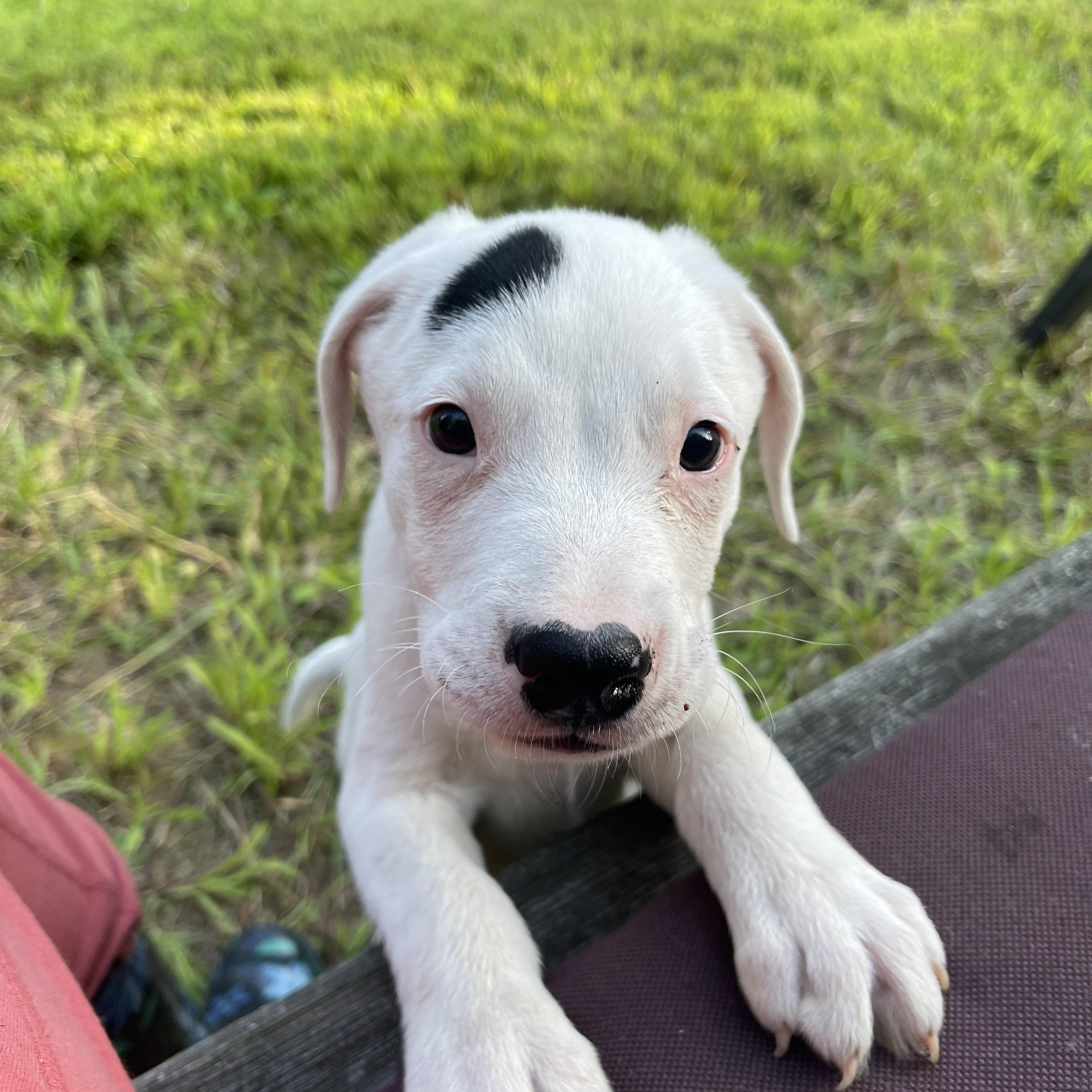 Patch (Lucky Pups Litter)