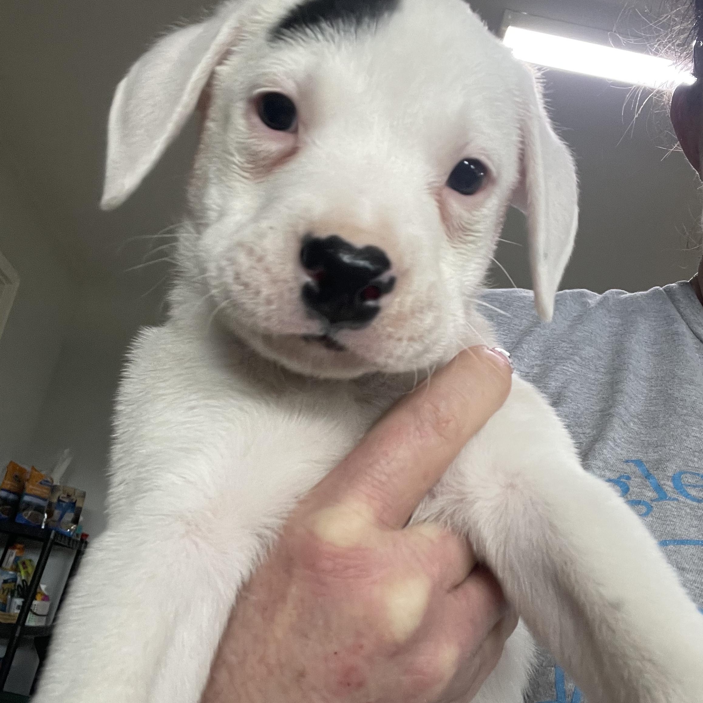 Patch (Lucky Pups Litter)