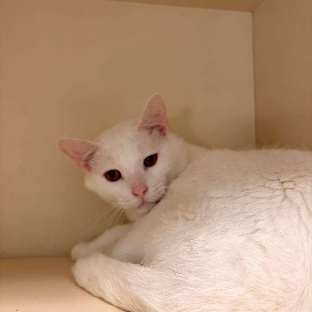 Enlarge Devon, a Adoptable Domestic Short Hair in DeKalb, IL image 1/2