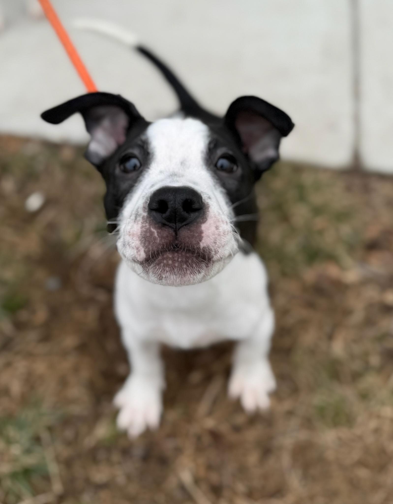 Barry Manilow (ID 50544/725), adopted, Puppy Male Pit Bull Terrier.