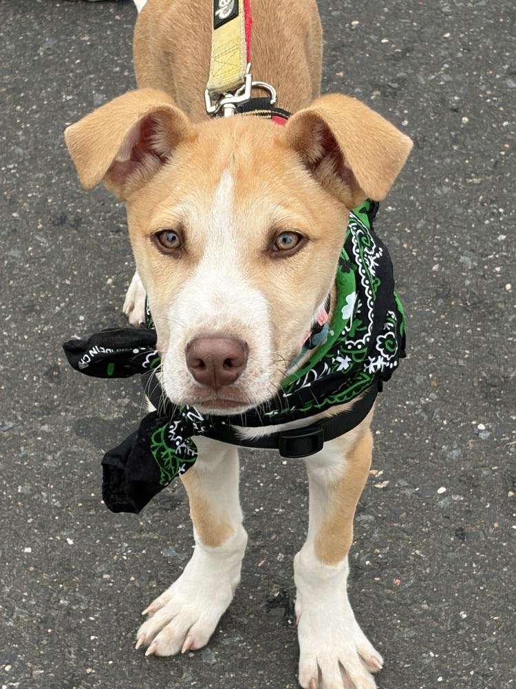 Enlarge Woody - 26027, a Adoptable mixed breed in Armonk, NY image 1/6