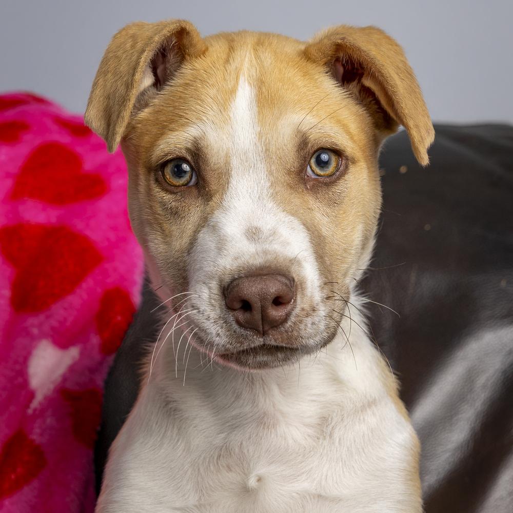 Enlarge Woody - 26027, a Adoptable mixed breed in Armonk, NY image 2/6