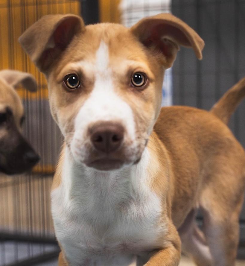 Enlarge Woody - 26027, a Adoptable mixed breed in Armonk, NY image 3/6