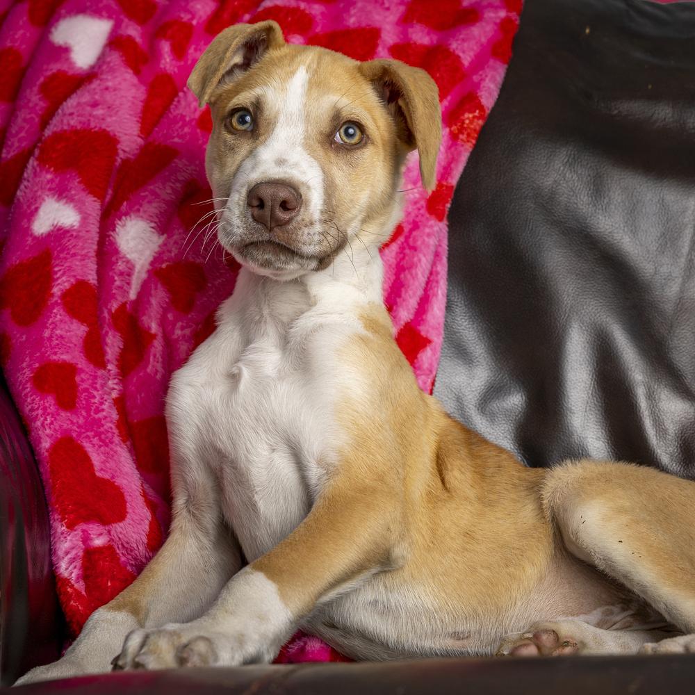 Enlarge Woody - 26027, a Adoptable mixed breed in Armonk, NY image 4/6