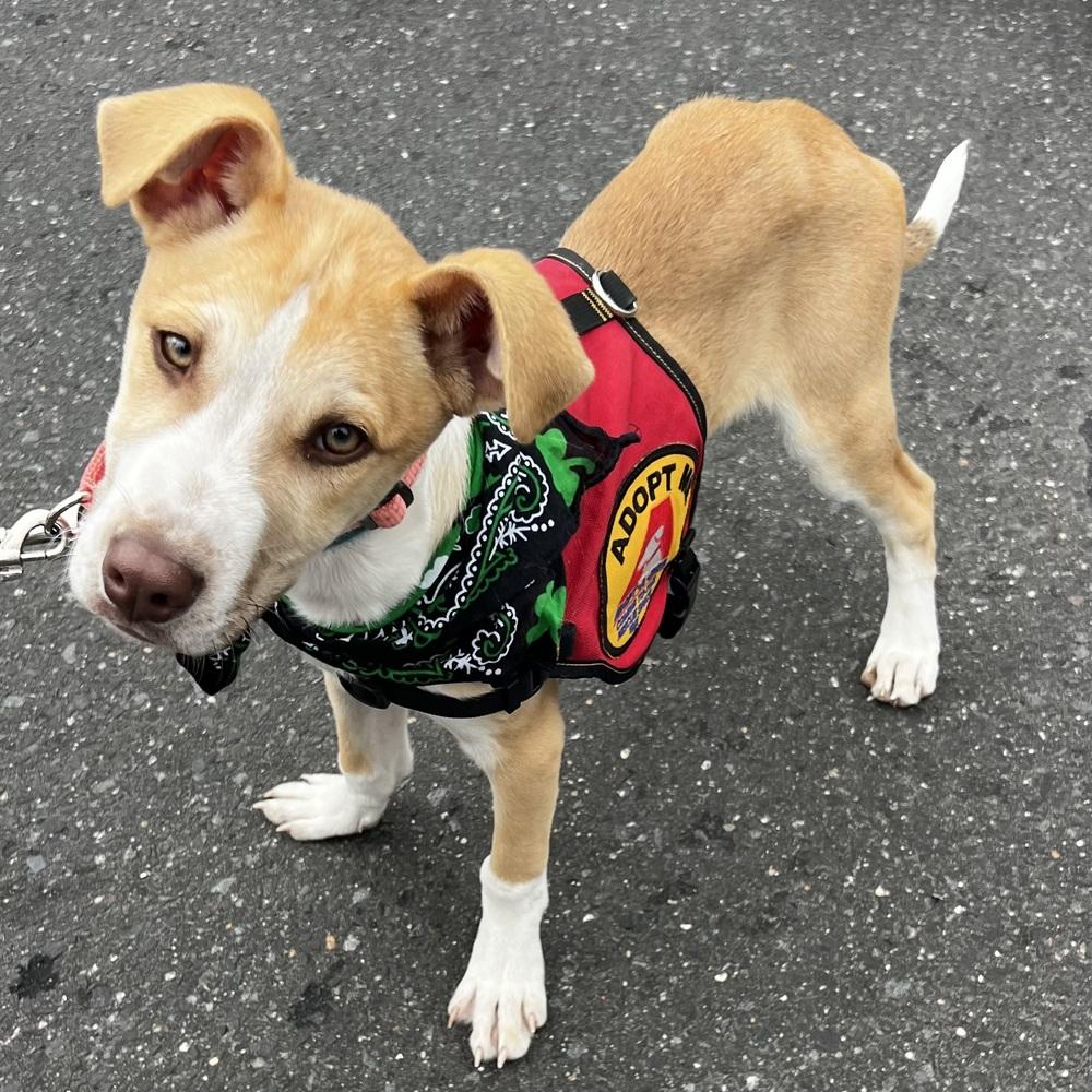 Enlarge Woody - 26027, a Adoptable mixed breed in Armonk, NY image 5/6