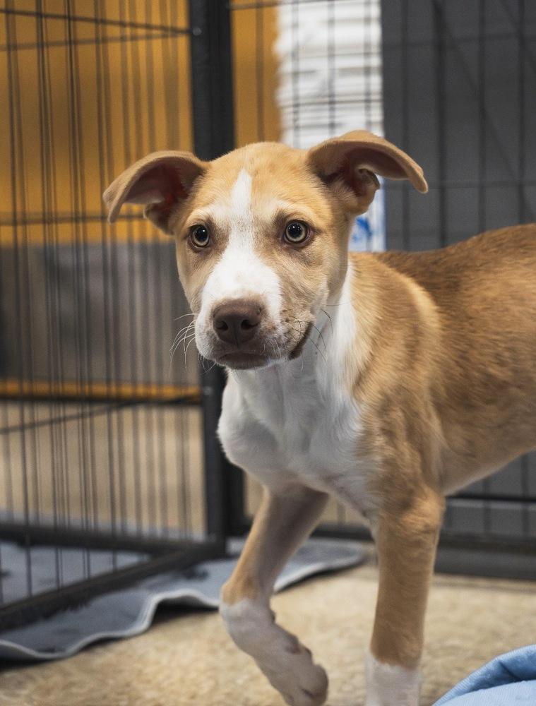 Enlarge Woody - 26027, a Adoptable mixed breed in Armonk, NY image 6/6