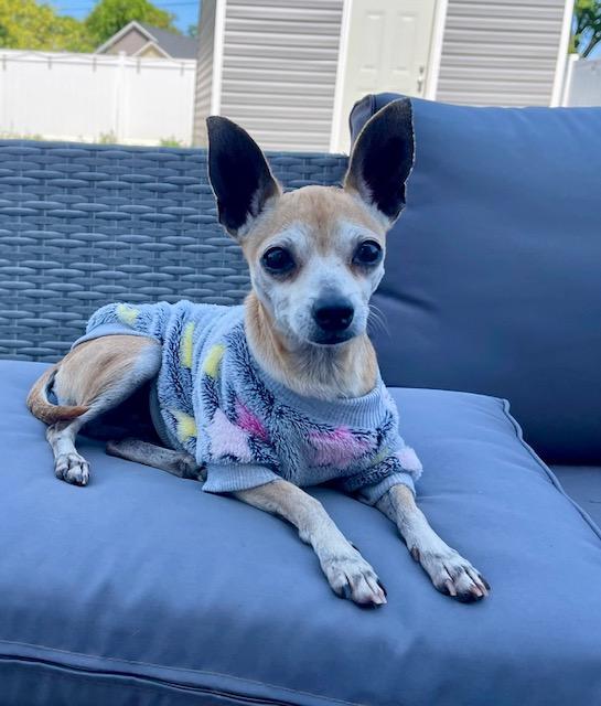 Lily, a ADOPTABLE Chihuahua in Orlando, FL image 2/3
