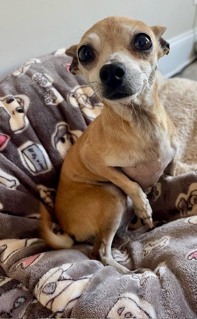 Lily, ADOPTABLE, Adult Female Chihuahua.
