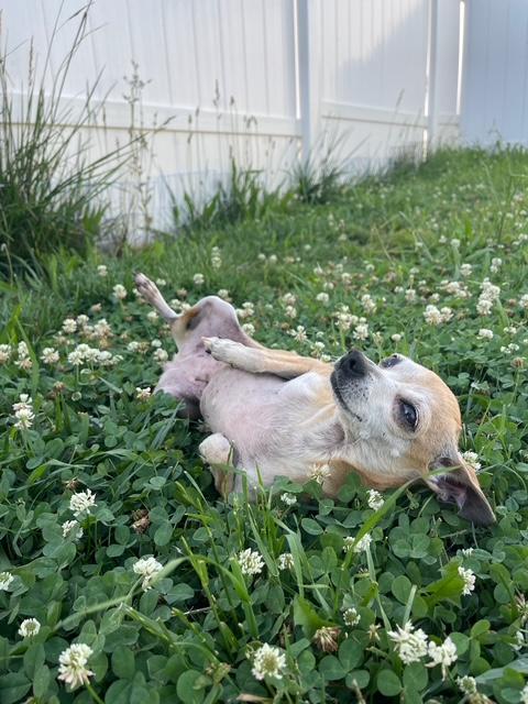 Lily, a ADOPTABLE Chihuahua in Orlando, FL image 3/3