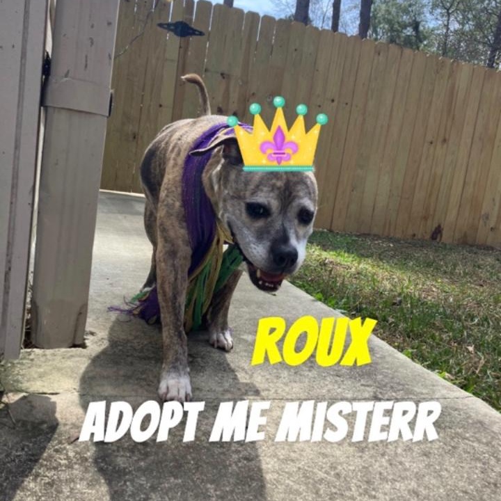 Enlarge Roux, a Adoptable mixed breed in Mandeville, LA image 5/6