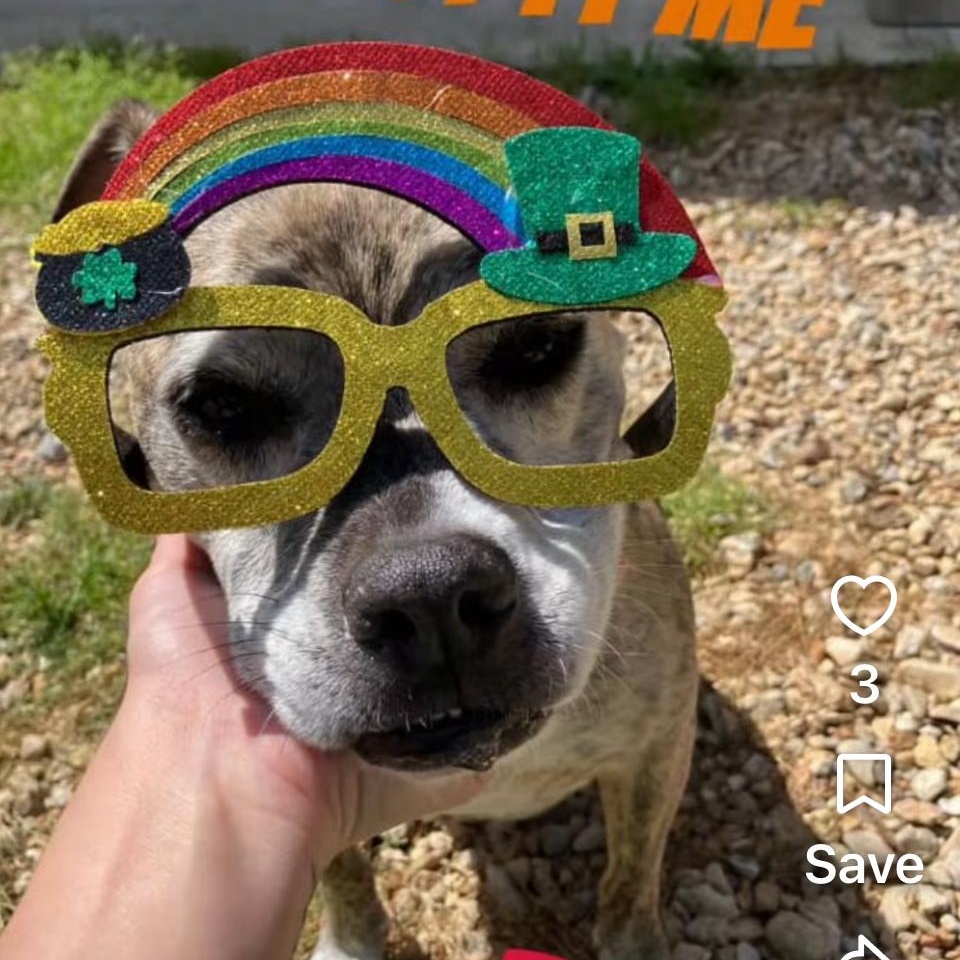Enlarge Roux, a Adoptable mixed breed in Mandeville, LA image 6/6