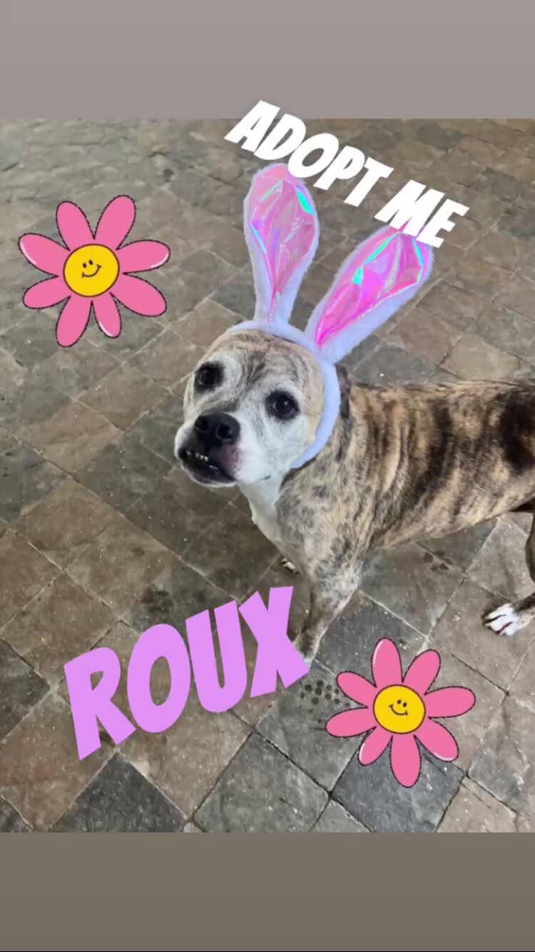 Enlarge Roux, a Adoptable mixed breed in Mandeville, LA image 4/6