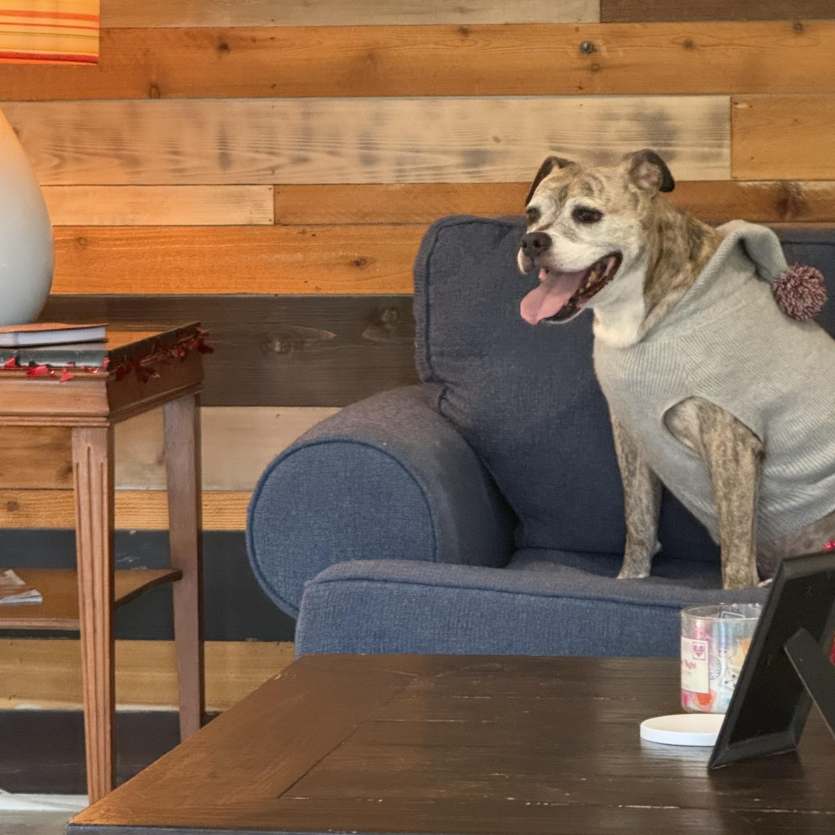 Enlarge Roux, a Adoptable mixed breed in Mandeville, LA image 2/6