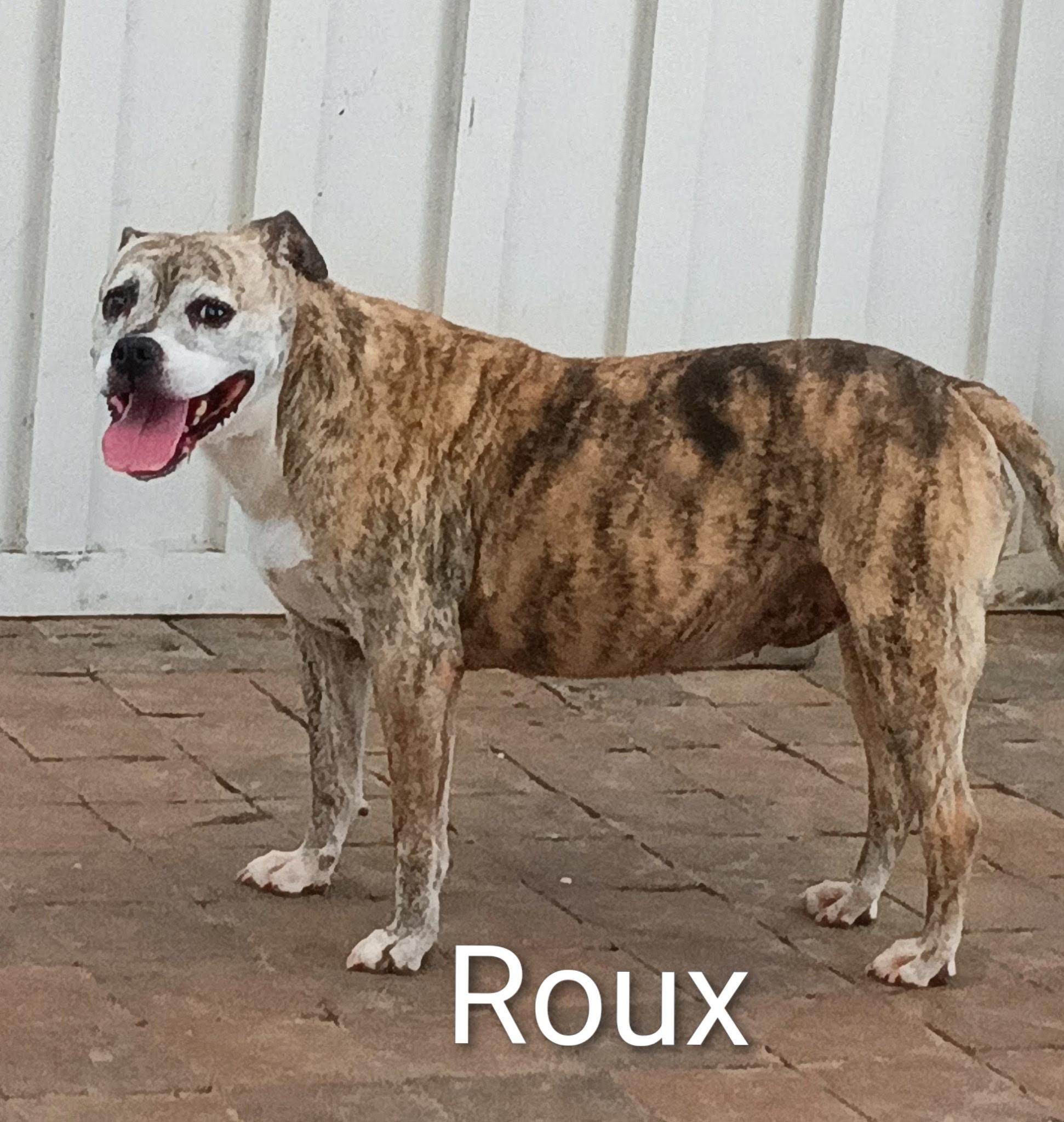 Roux, Adoptable, Senior Female Pit Bull Terrier & Shar-Pei.