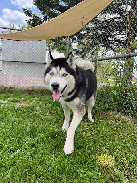 THUNDER CLOUD, an adoptable Husky in Ironwood, MI, 49938 | Photo Image 1