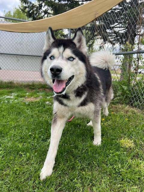 THUNDER CLOUD, an adoptable Husky in Ironwood, MI, 49938 | Photo Image 2