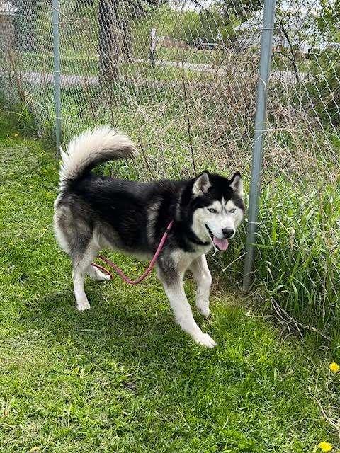THUNDER CLOUD, an adoptable Husky in Ironwood, MI, 49938 | Photo Image 3