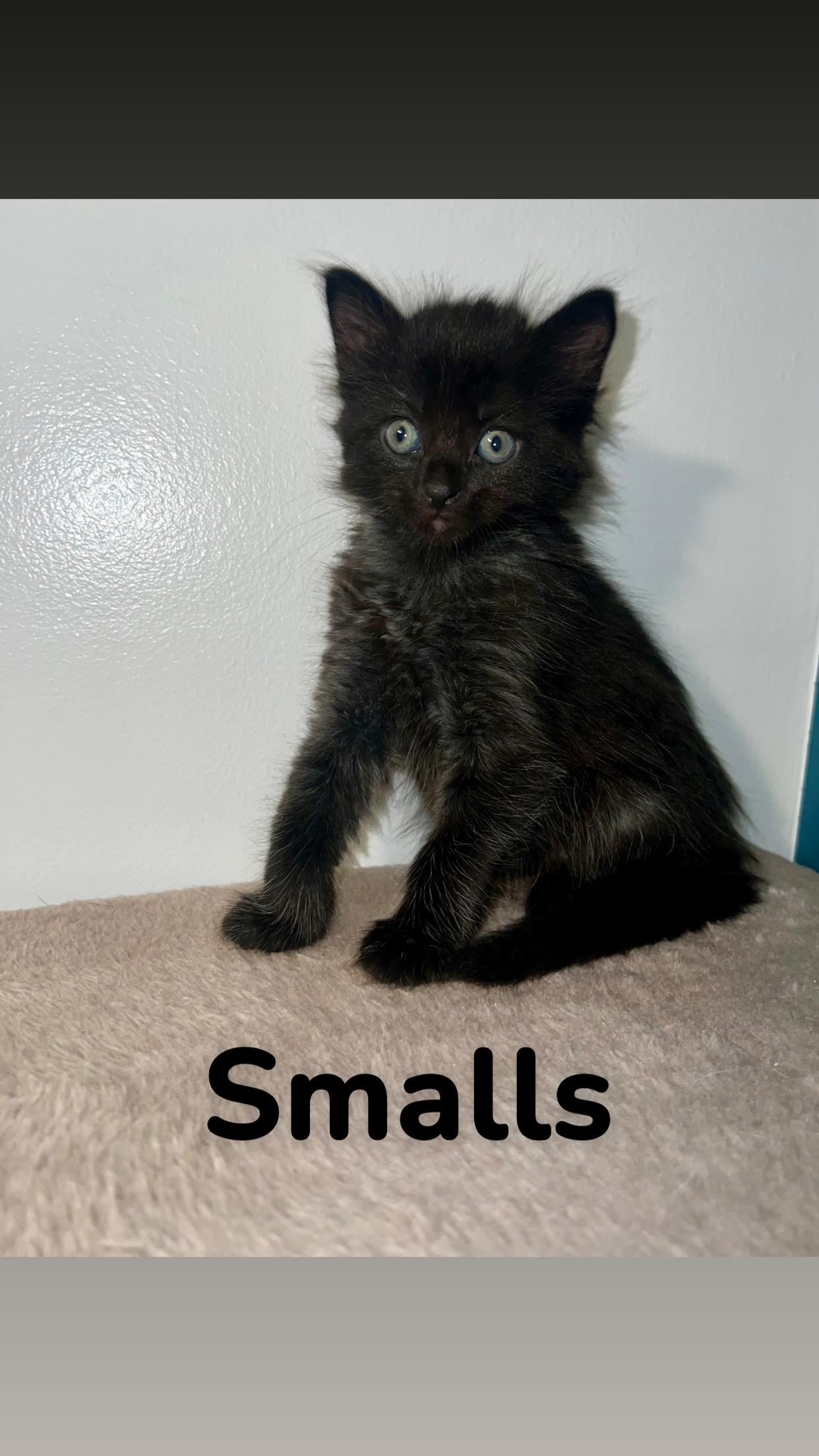 Smalls, Young Female Domestic Medium Hair