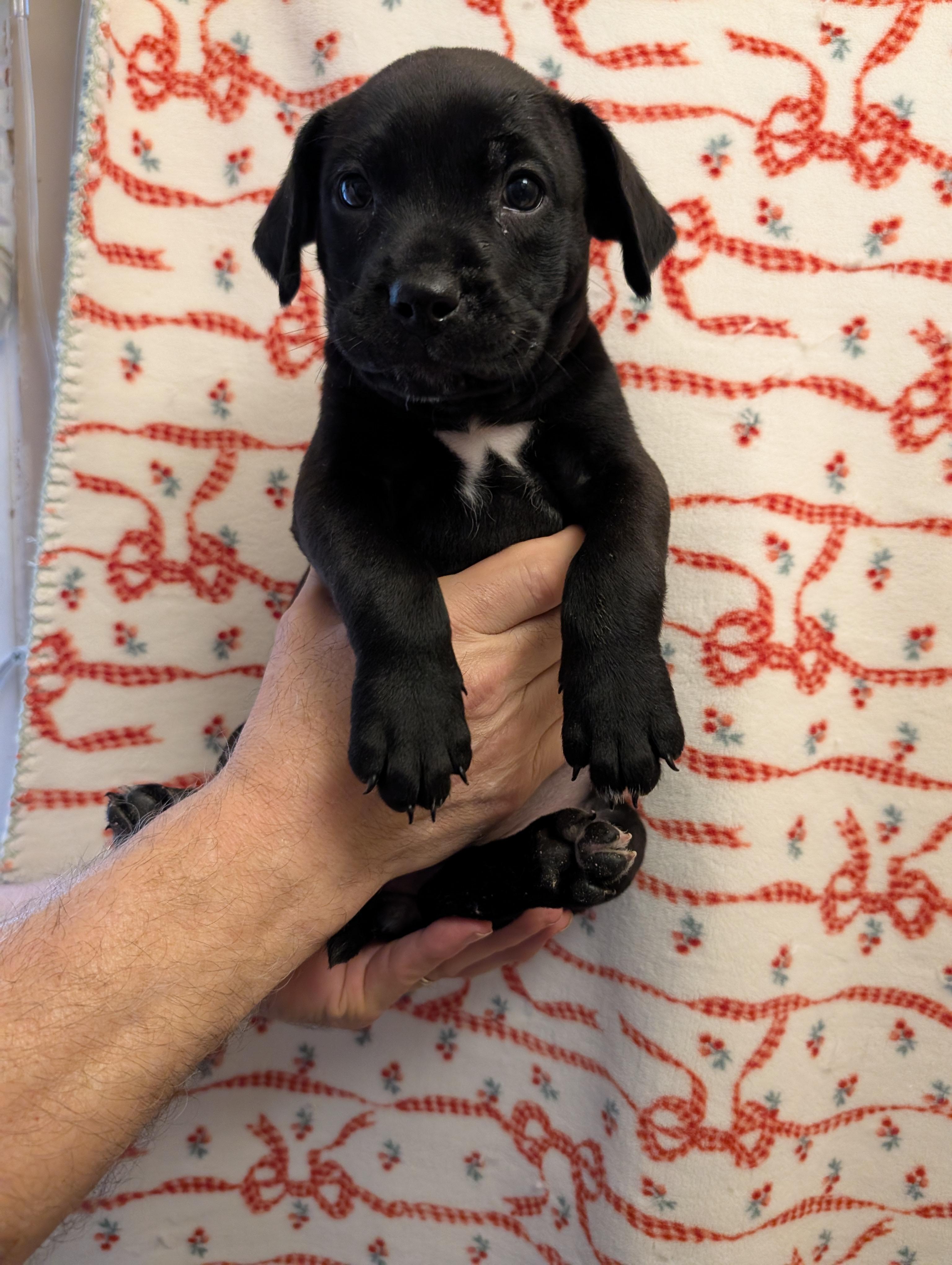 CANDY, an adopted mixed breed in Browns Mills, NJ image 5/5