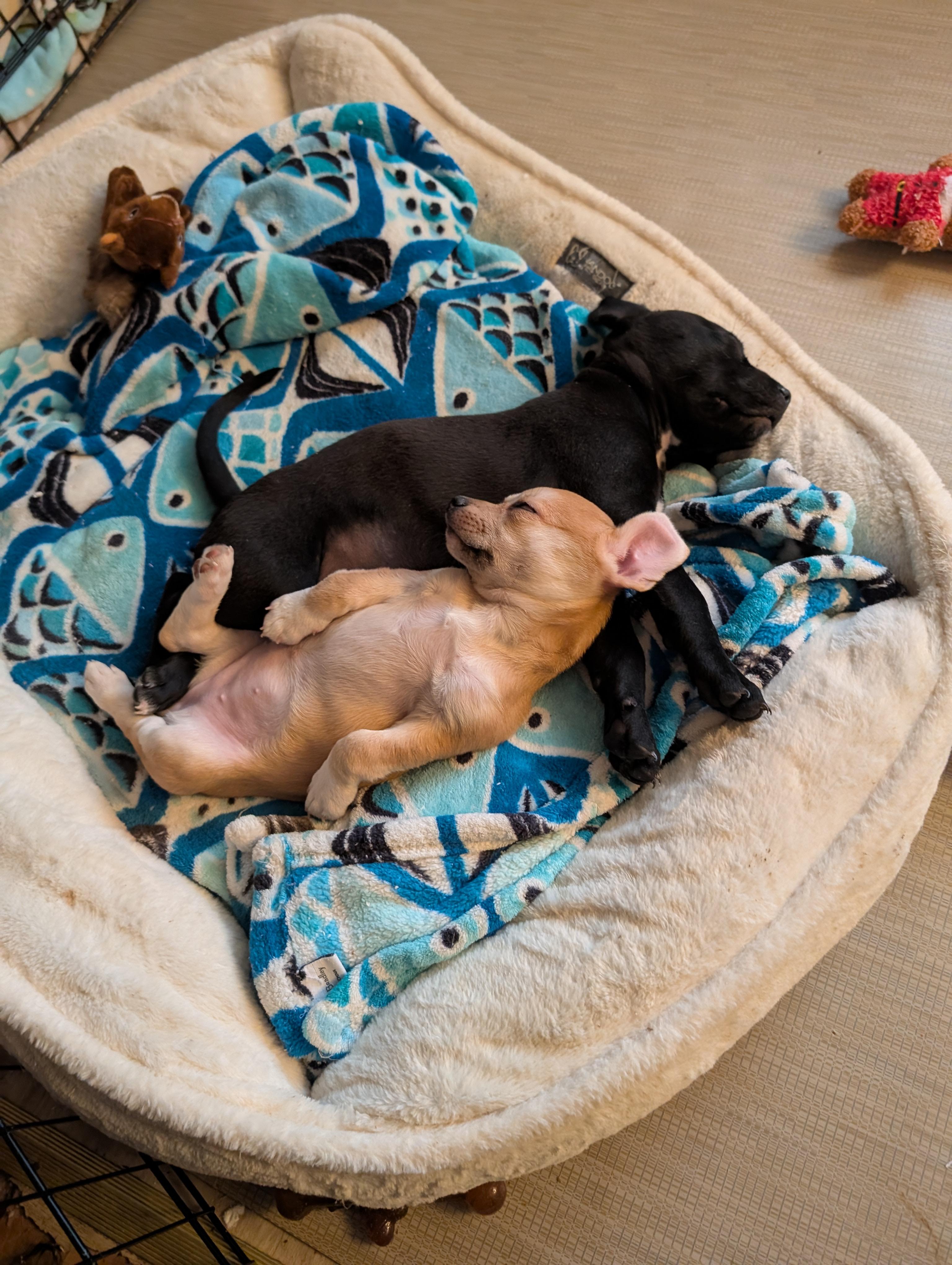 CANDY, an adopted mixed breed in Browns Mills, NJ image 4/5