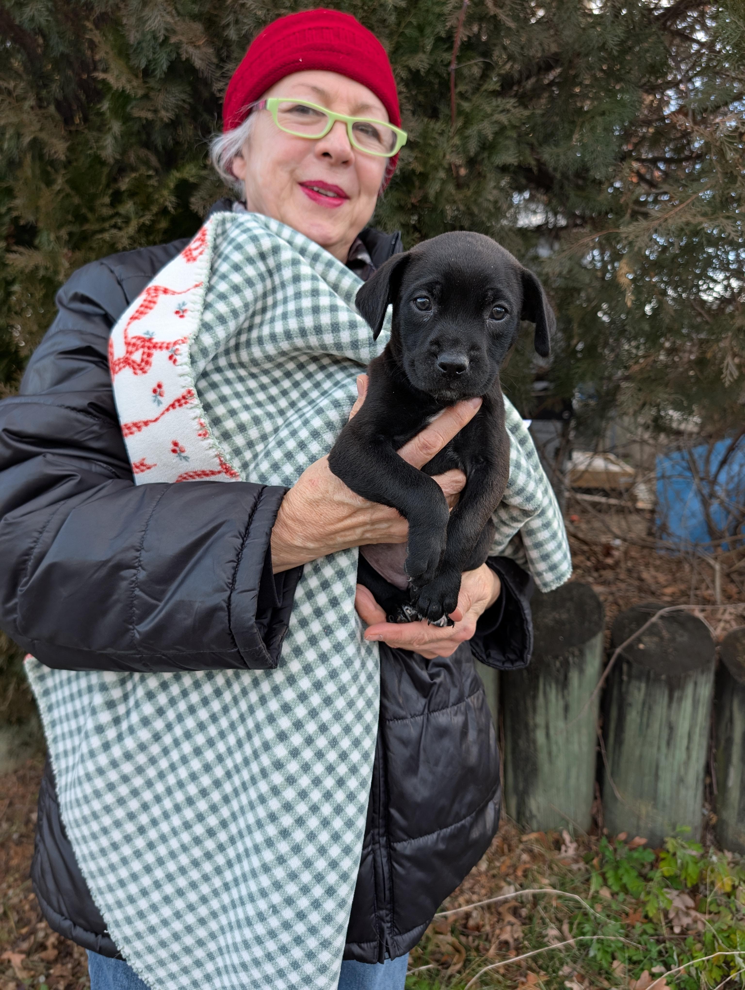 CANDY, ADOPTABLE, Puppy Female Pit Bull Terrier & Labrador Retriever.