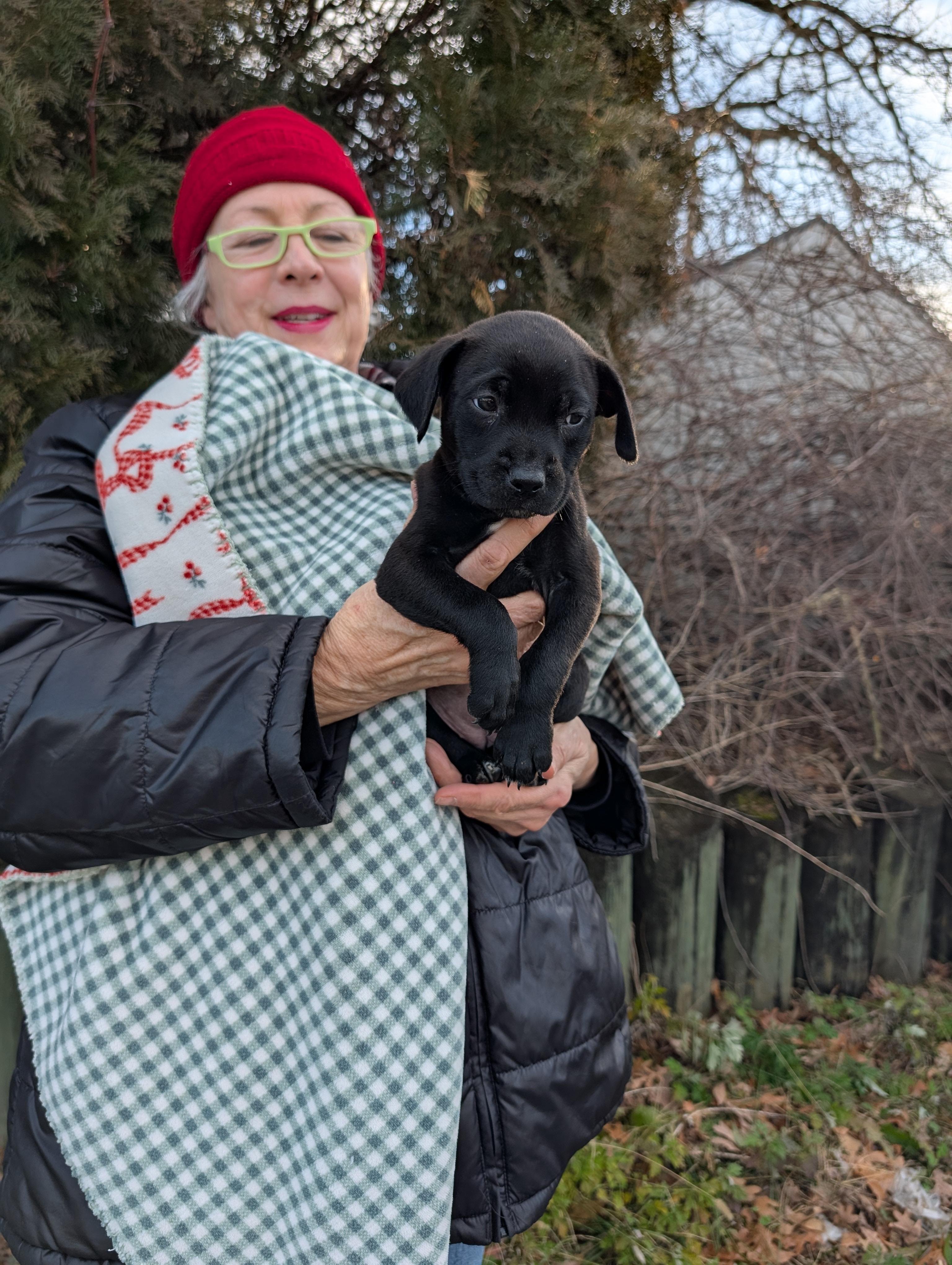 CANDY, a ADOPTABLE mixed breed in Browns Mills, NJ image 3/4