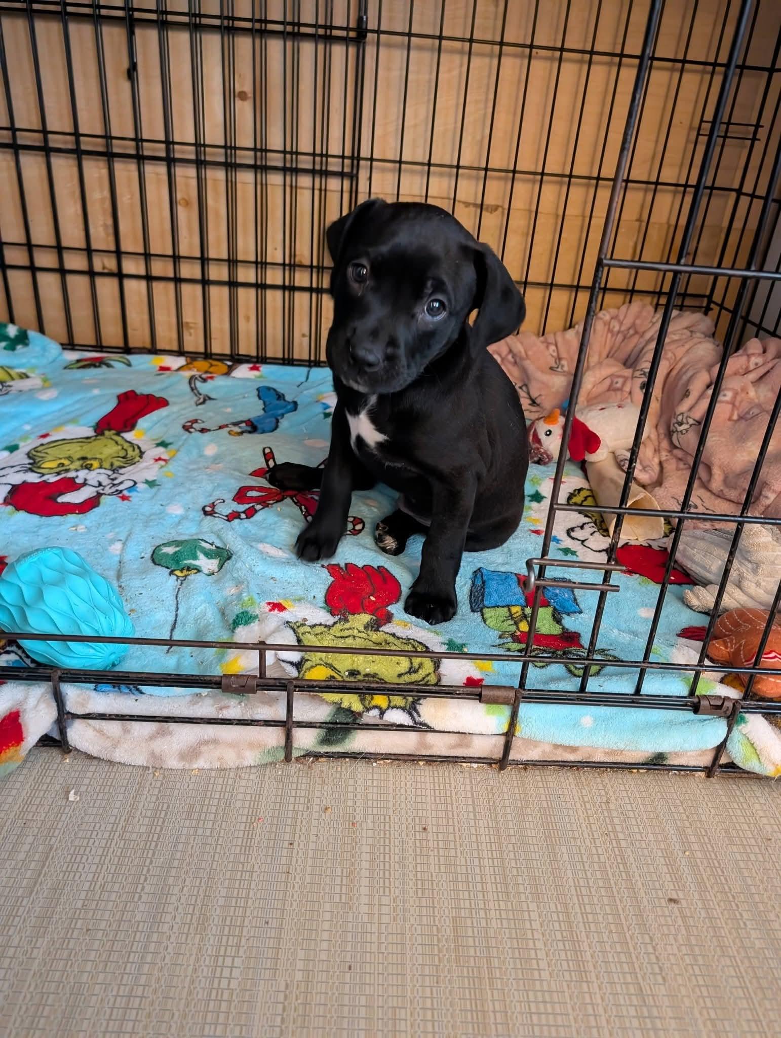 CANDY, an adopted mixed breed in Browns Mills, NJ image 3/5