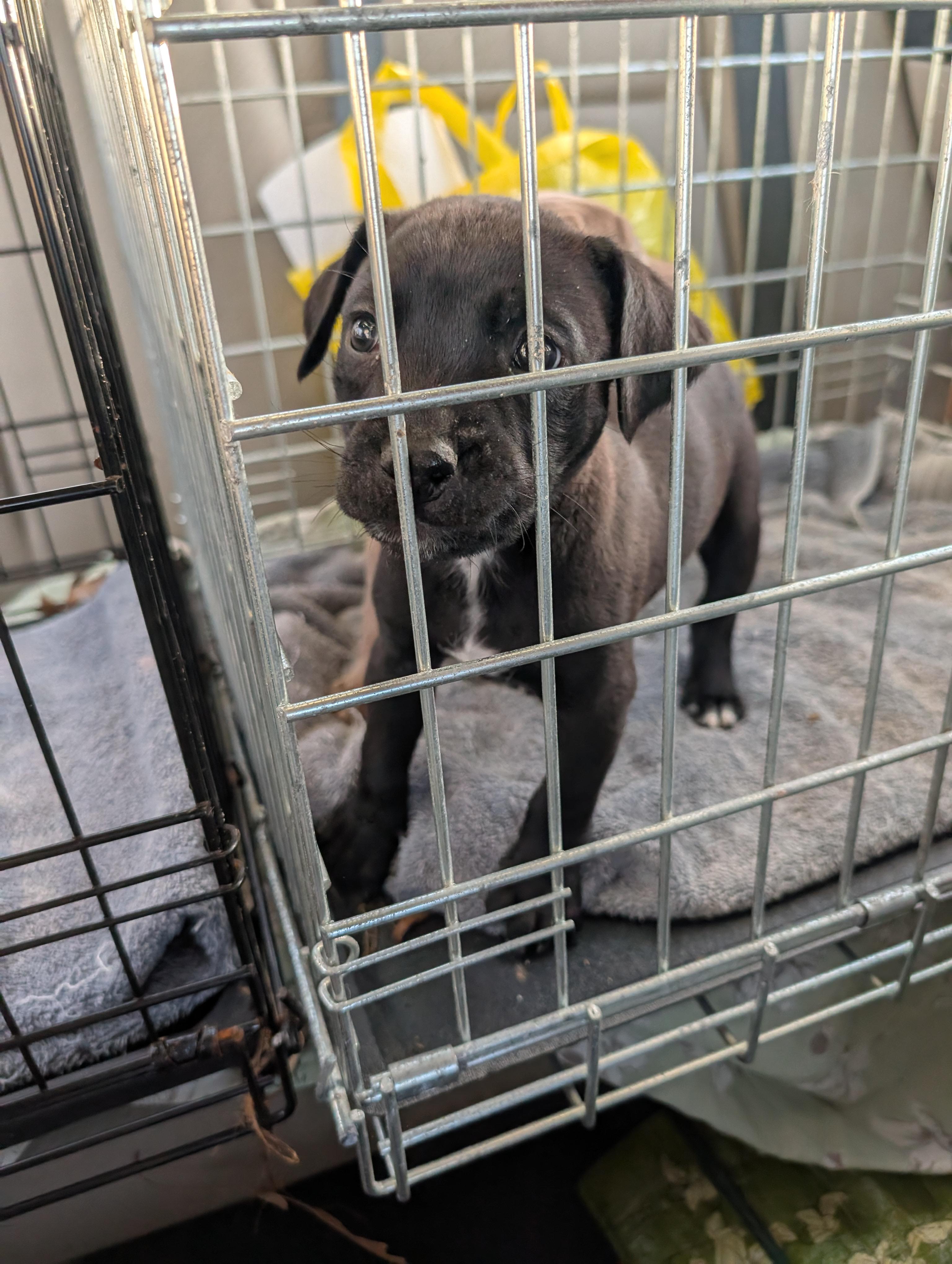 CANDY, a ADOPTABLE mixed breed in Browns Mills, NJ image 2/4