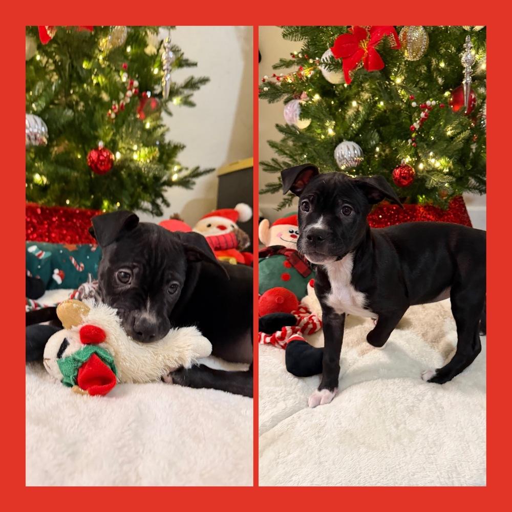 Rabbit, Adoptable, Puppy Female American Staffordshire Terrier.