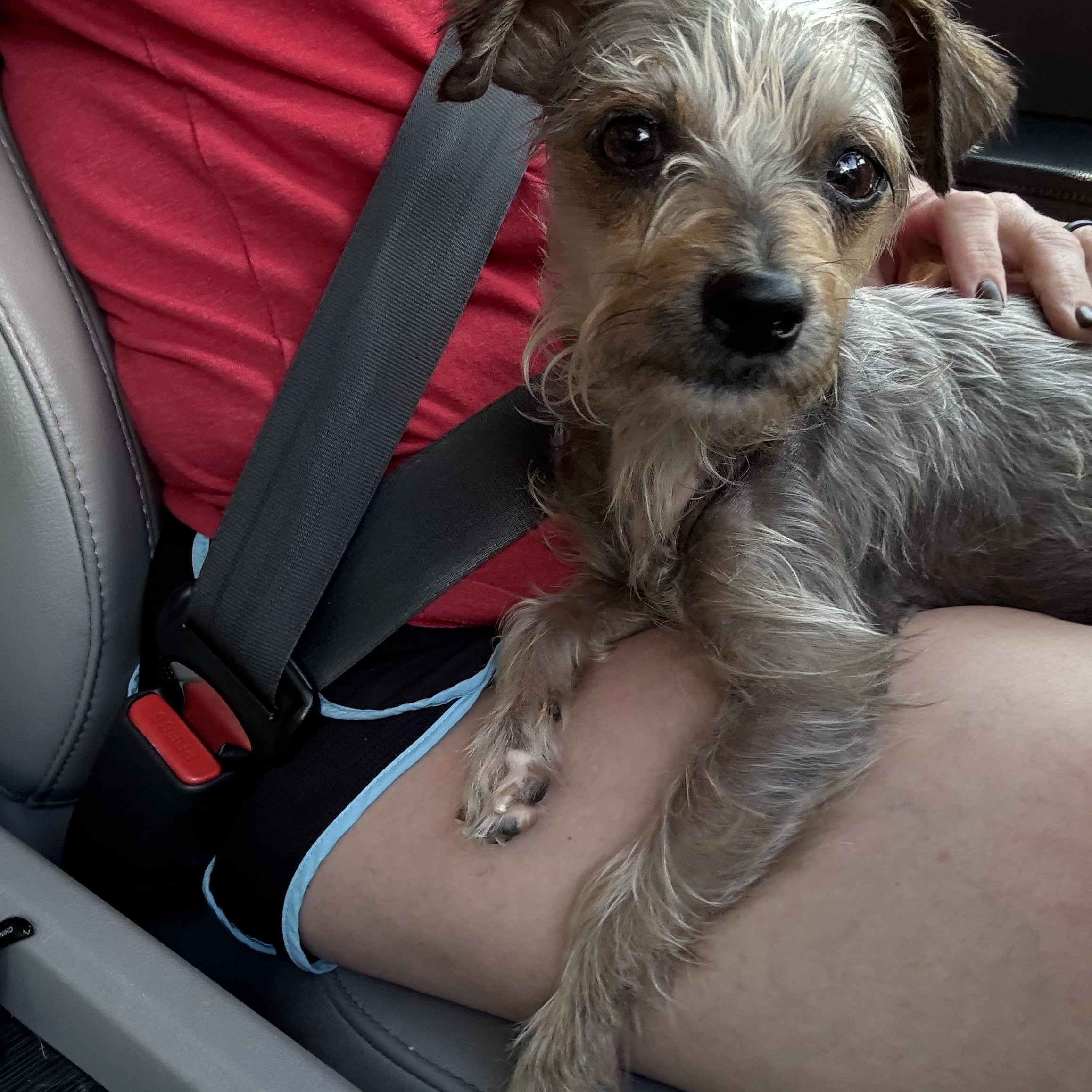 Tuskie Evers, a Adoptable mixed breed in Thompson's Station, TN image 4/4