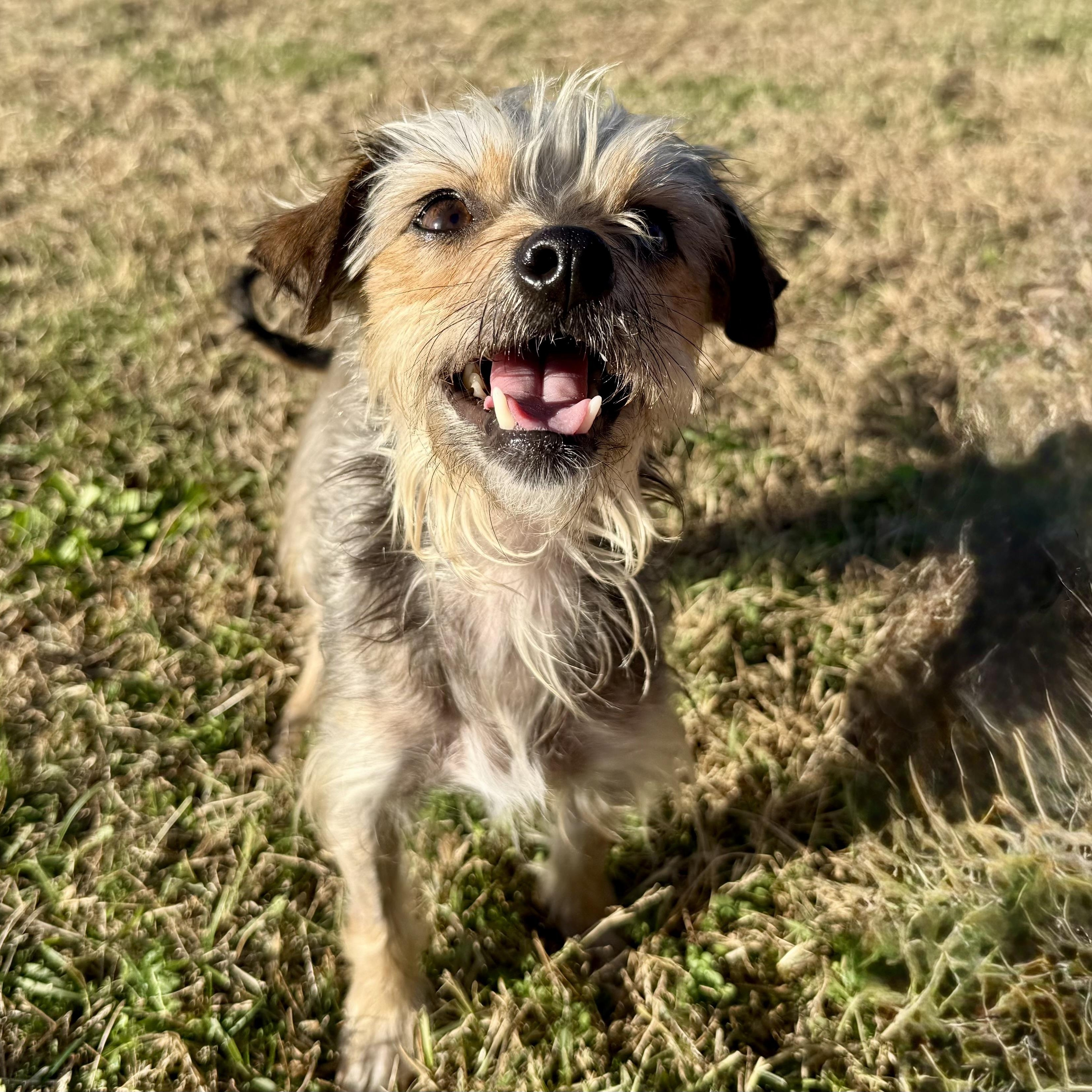 Tuskie Evers, a Adoptable mixed breed in Thompson's Station, TN image 2/4