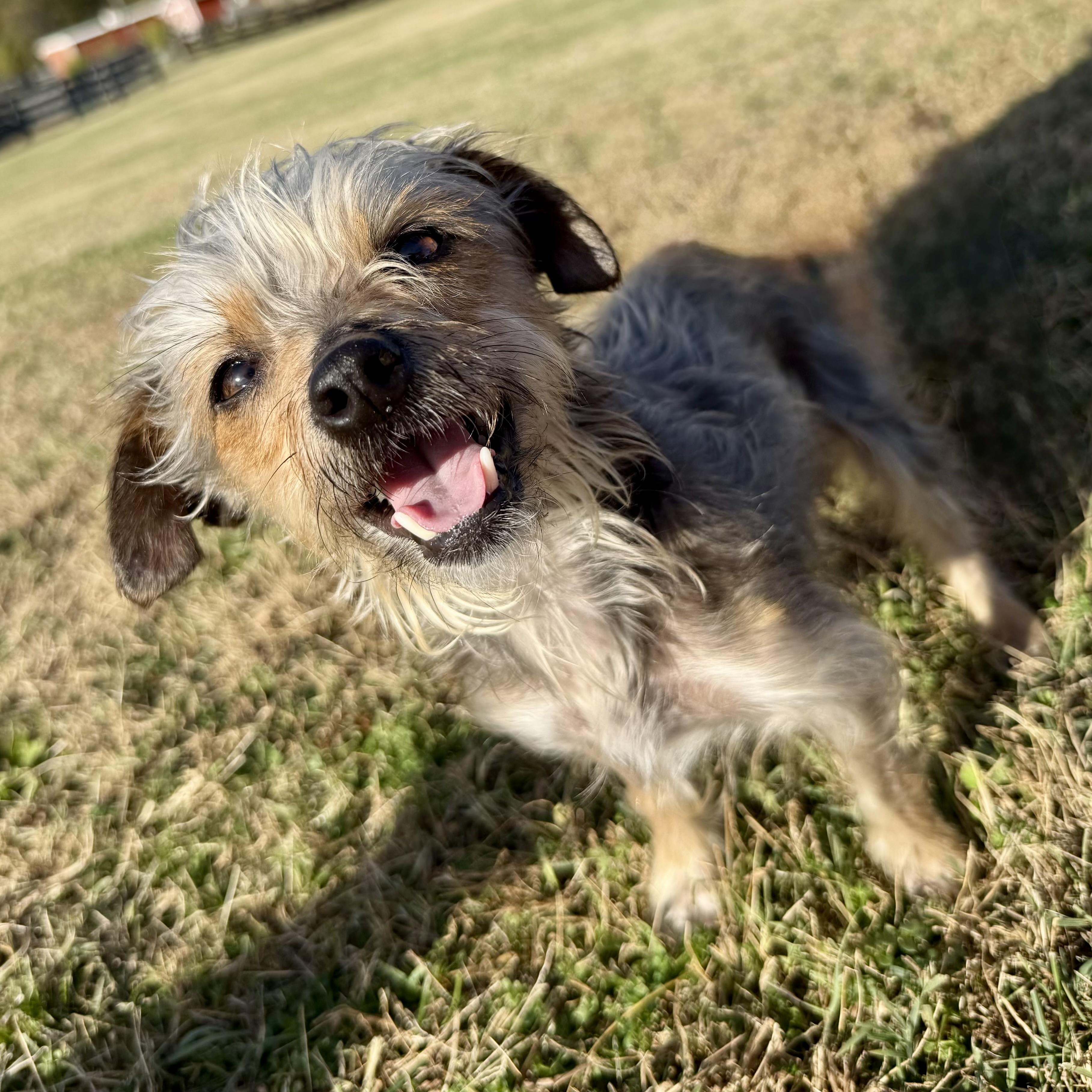 Tuskie Evers, a Adoptable mixed breed in Thompson's Station, TN image 3/4