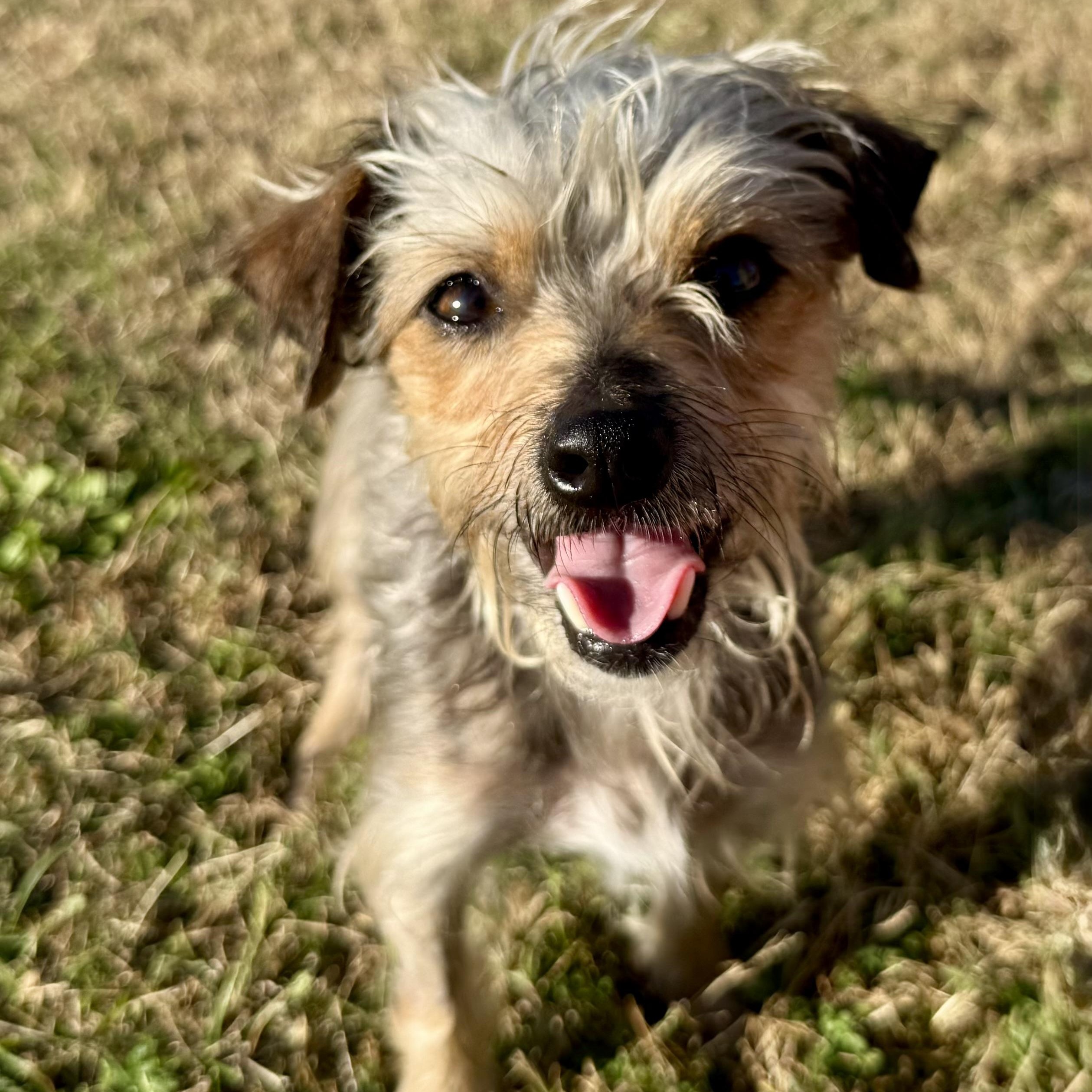 Tuskie Evers, a Adoptable mixed breed in Thompson's Station, TN image 1/4