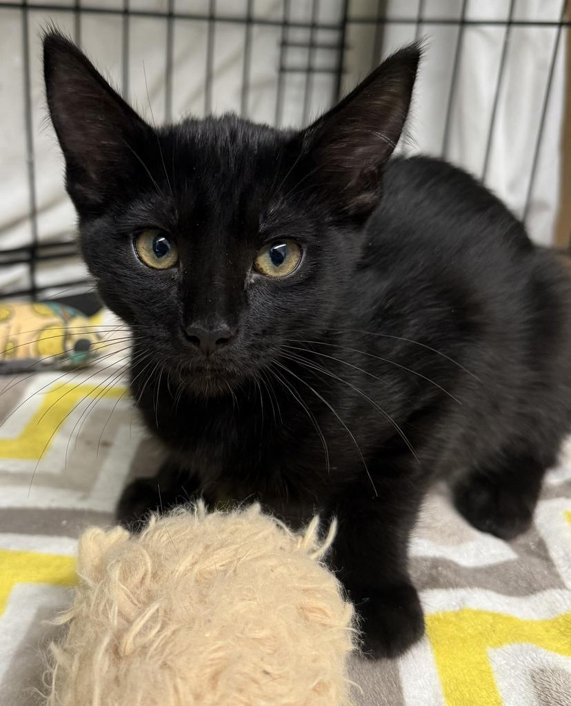 Enlarge Lady Z, a Adoptable mixed breed in Ontario, OR image 1/3